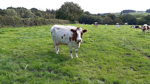 Cattle looking toward the camera