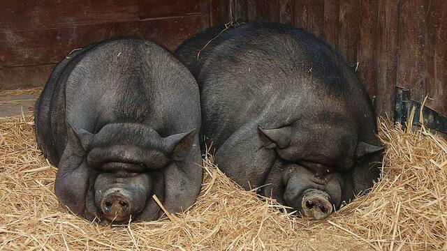 Pigs resting together